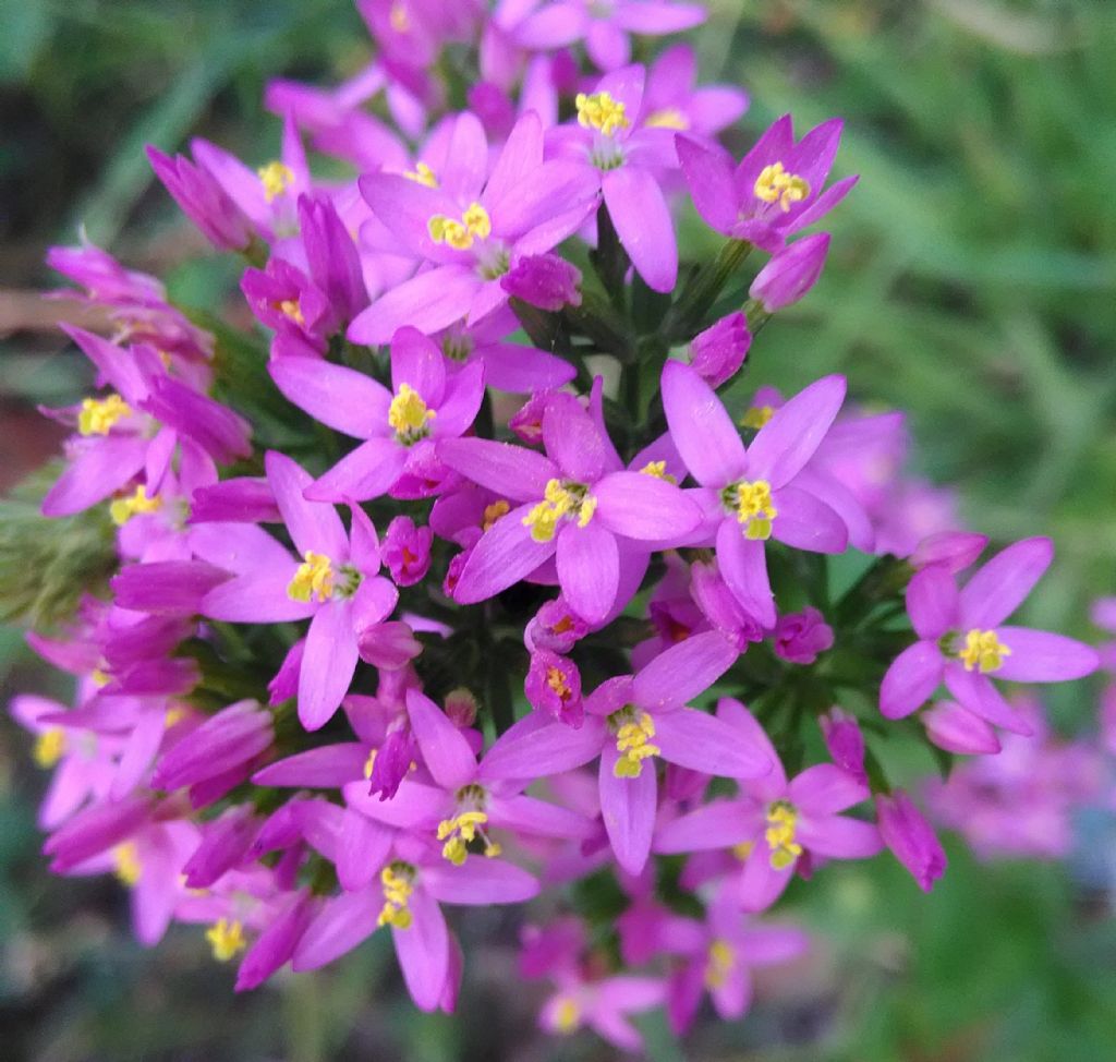 Centaurium erythraea (Gentianaceae)